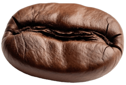 Single coffee bean representing a perfectly even roast